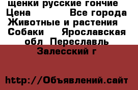 щенки русские гончие › Цена ­ 4 000 - Все города Животные и растения » Собаки   . Ярославская обл.,Переславль-Залесский г.
